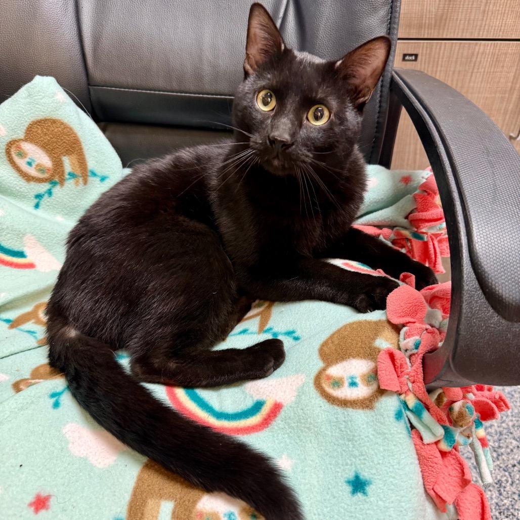 Enlarge Raymond, a Adoptable Domestic Short Hair in Great Falls, MT image 5/6