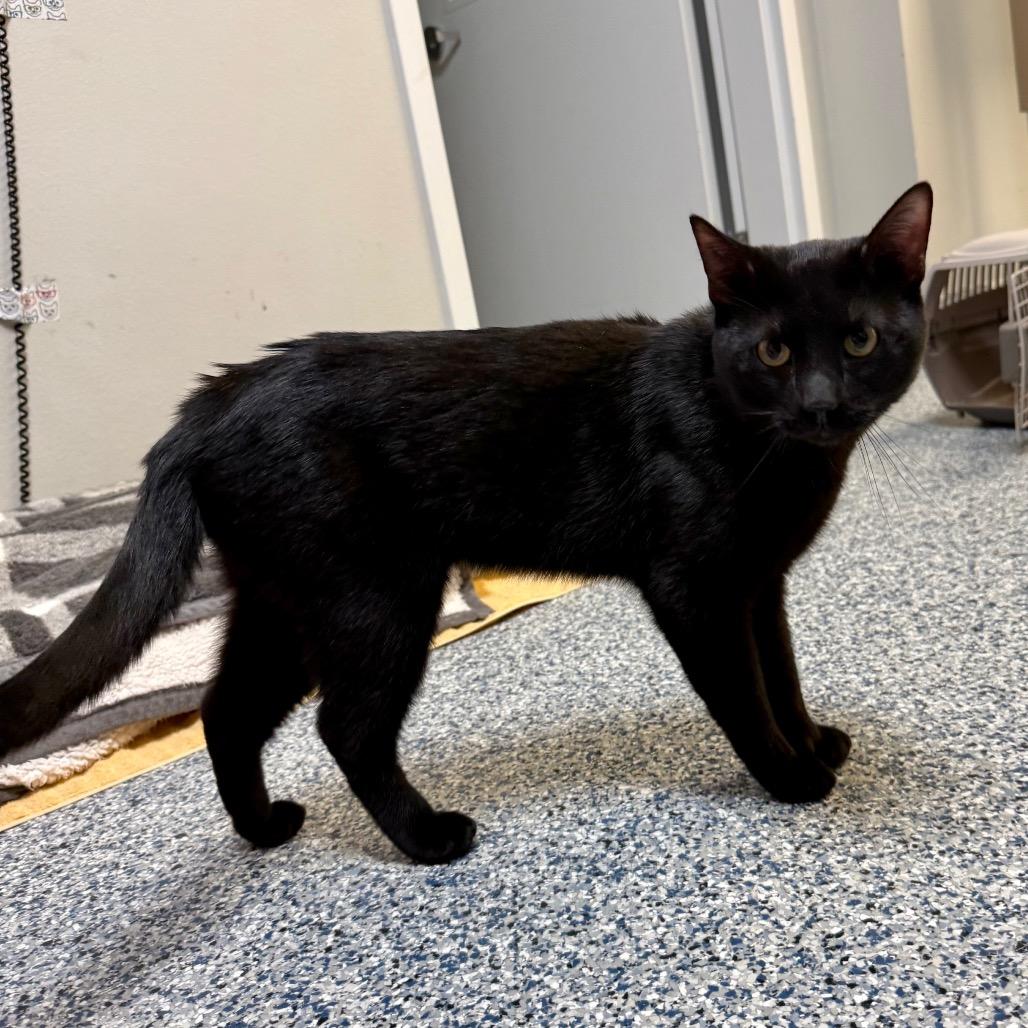 Enlarge Raymond, a Adoptable Domestic Short Hair in Great Falls, MT image 6/6