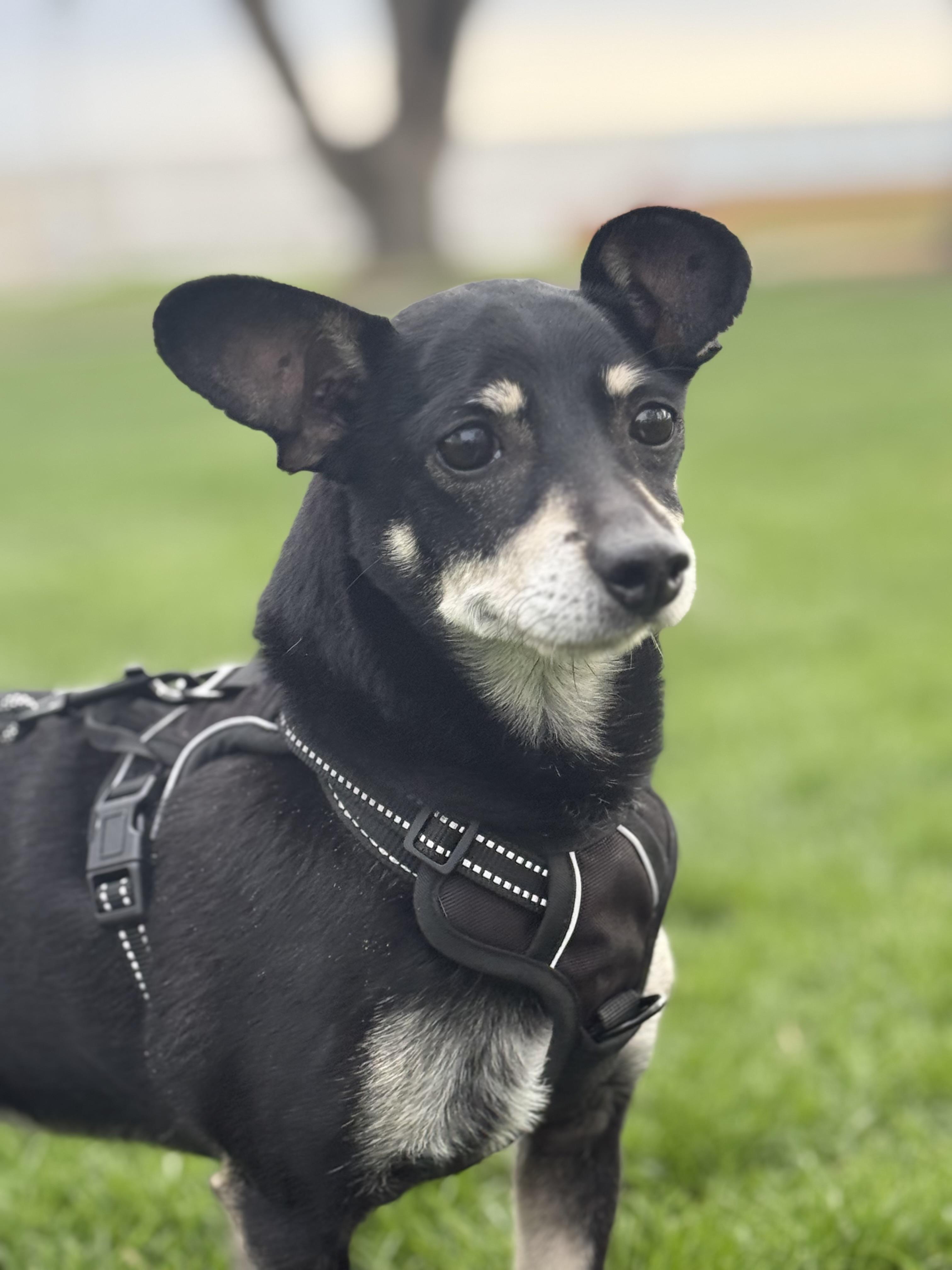 Remy, Adoptable, Adult Male Chihuahua & Dachshund.
