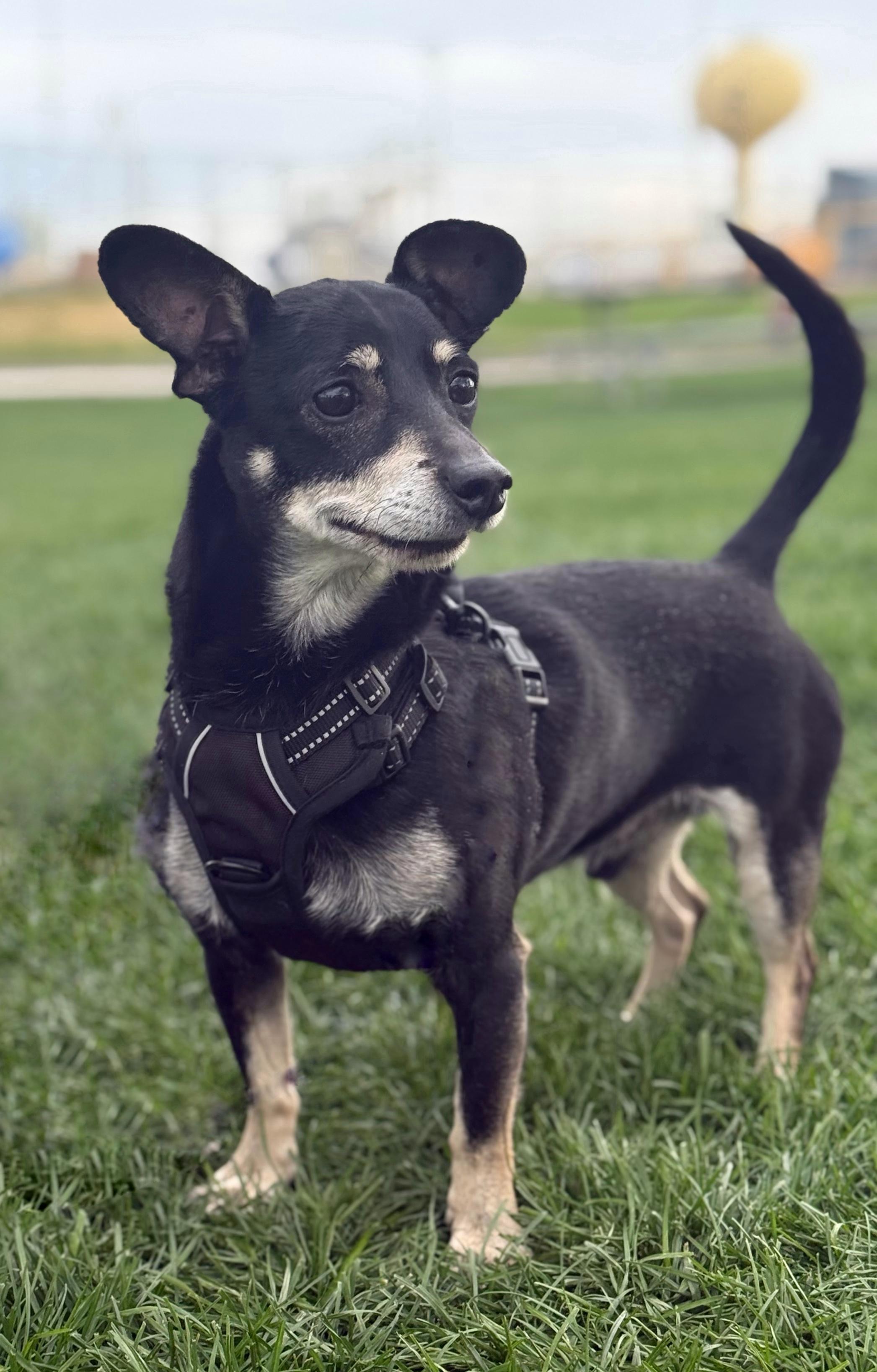Enlarge Remy, a Adoptable mixed breed in Twin Falls, ID image 2/4