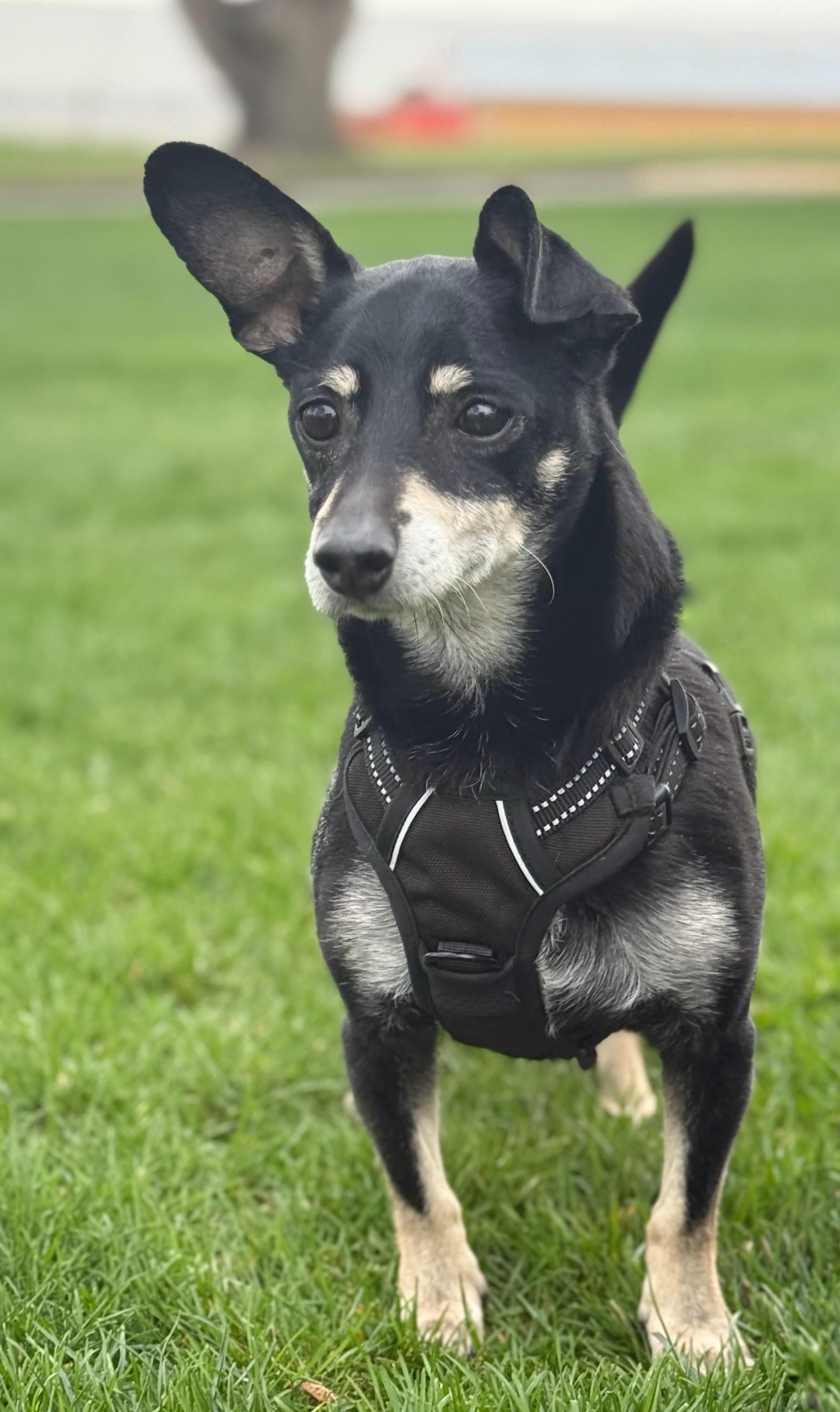 Enlarge Remy, a Adoptable mixed breed in Twin Falls, ID image 3/4