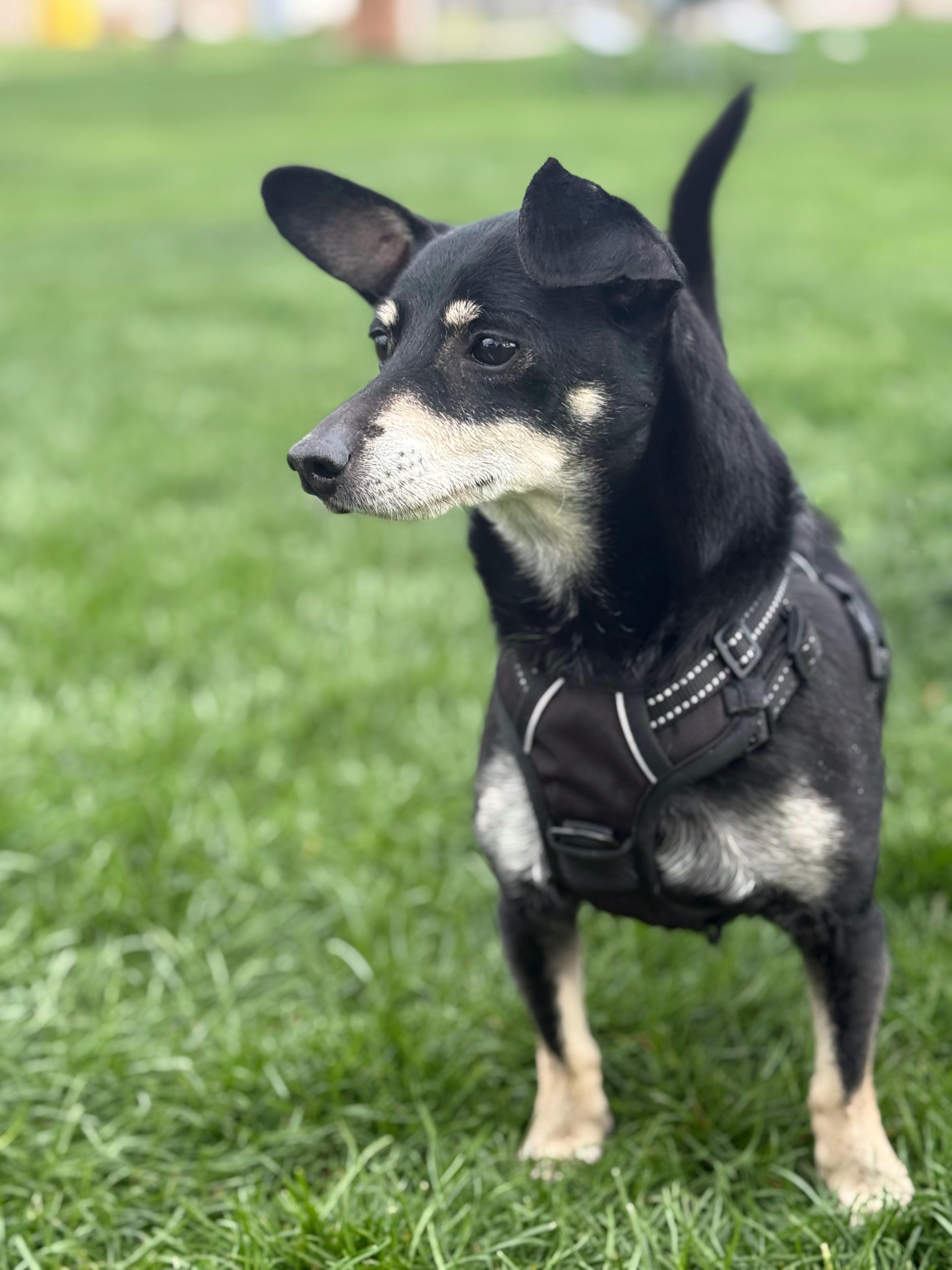 Enlarge Remy, a Adoptable mixed breed in Twin Falls, ID image 4/4