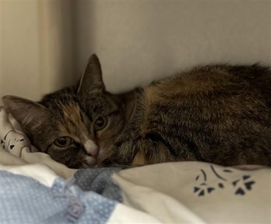 Enlarge PAPAYA, a Adoptable Domestic Short Hair in Boston, MA image 1/1