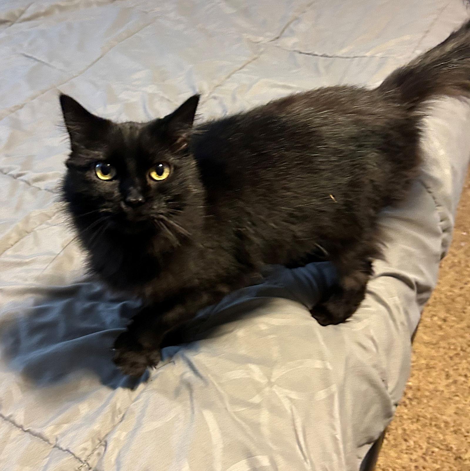 DELILAH #1815 - Offered by Owner, Adoptable, Adult Female Domestic Medium Hair.