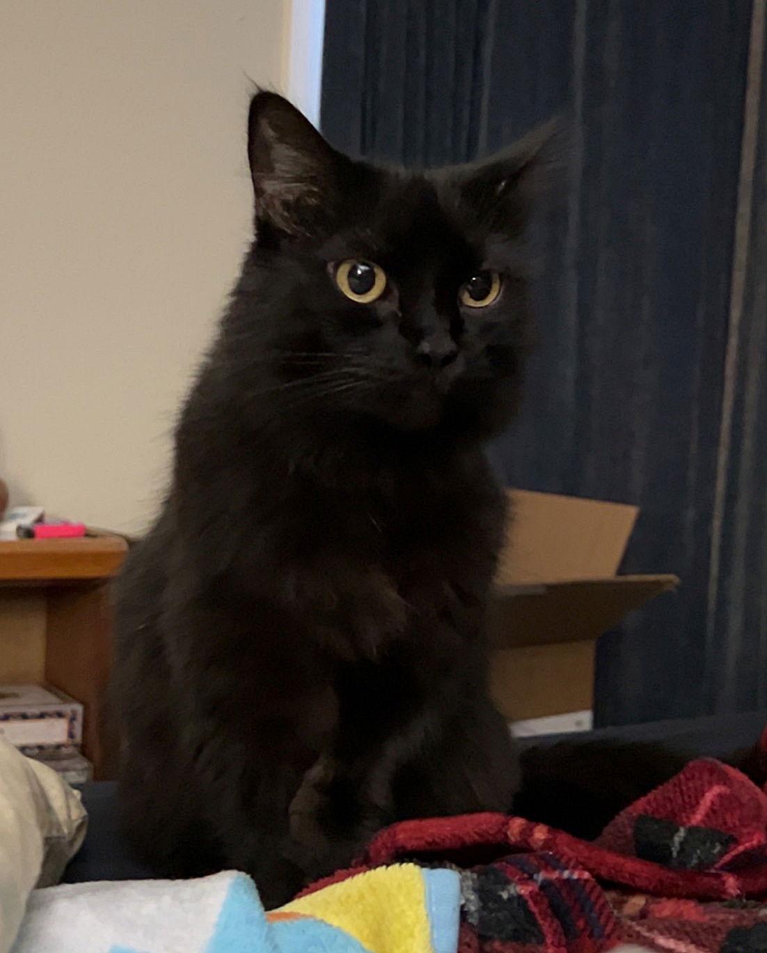 Enlarge DELILAH #1815 - Offered by Owner, a Adoptable Domestic Medium Hair in Hillsboro, OR image 2/3