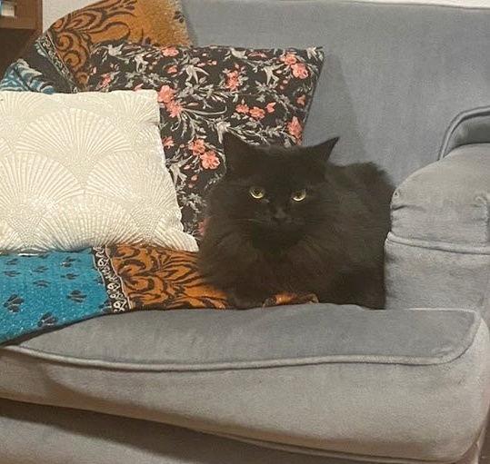 Enlarge DELILAH #1815 - Offered by Owner, a Adoptable Domestic Medium Hair in Hillsboro, OR image 3/3