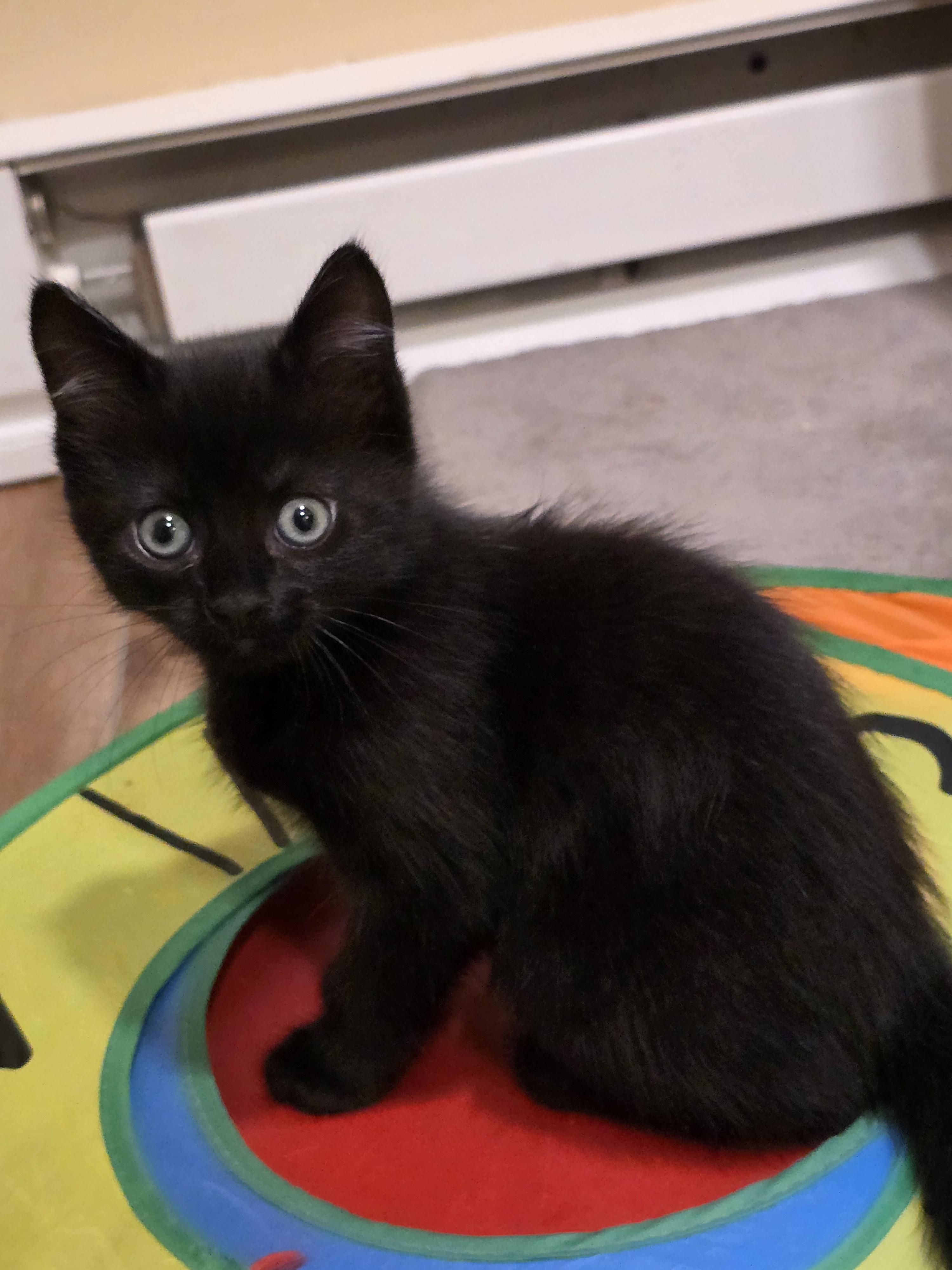 Annabelle - Kitten, Adoptable, Kitten Female Domestic Short Hair.