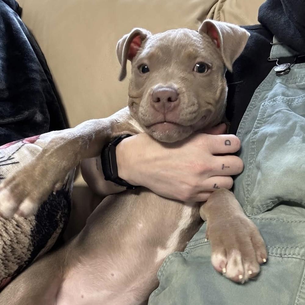 Enlarge Mini Martha - AVAILABLE, a Adoptable Pit Bull Terrier in Seattle, WA image 2/6