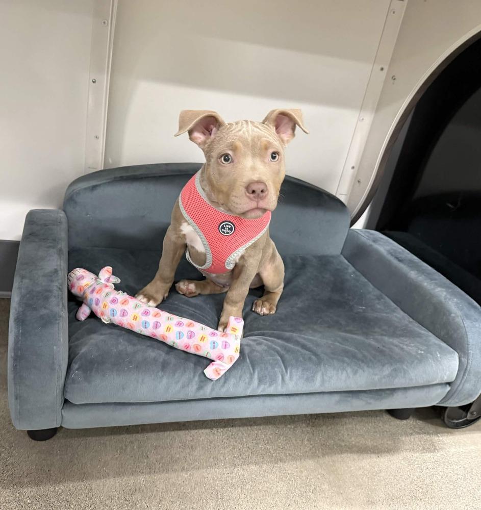 Enlarge Mini Martha - AVAILABLE, a Adoptable Pit Bull Terrier in Seattle, WA image 4/6