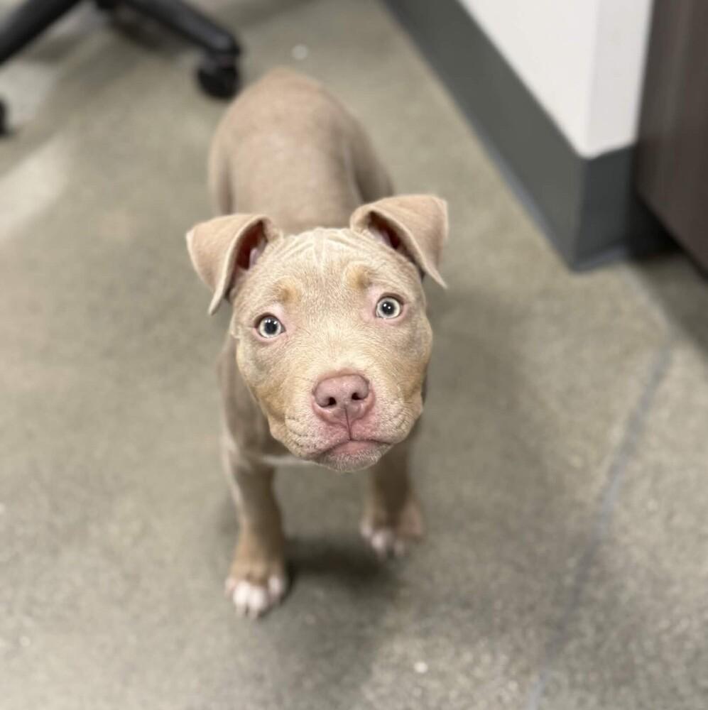 Enlarge Mini Martha - AVAILABLE, a Adoptable Pit Bull Terrier in Seattle, WA image 5/6