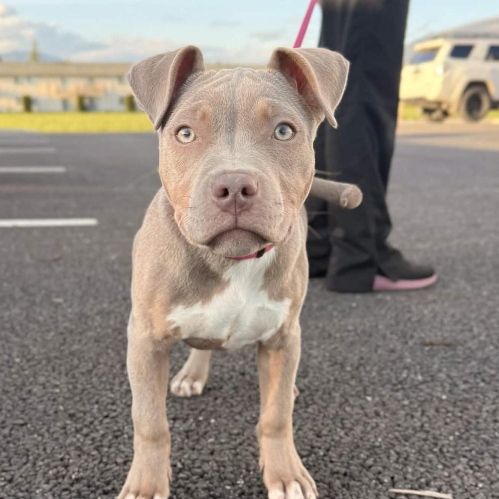 Enlarge Mini Martha - AVAILABLE, a Adoptable Pit Bull Terrier in Seattle, WA image 1/6