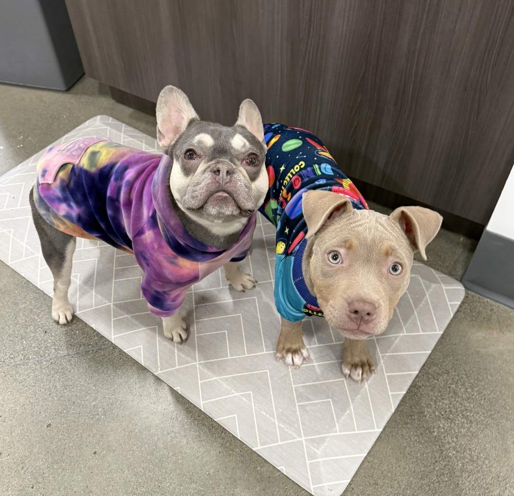 Enlarge Mini Martha - AVAILABLE, a Adoptable Pit Bull Terrier in Seattle, WA image 6/6