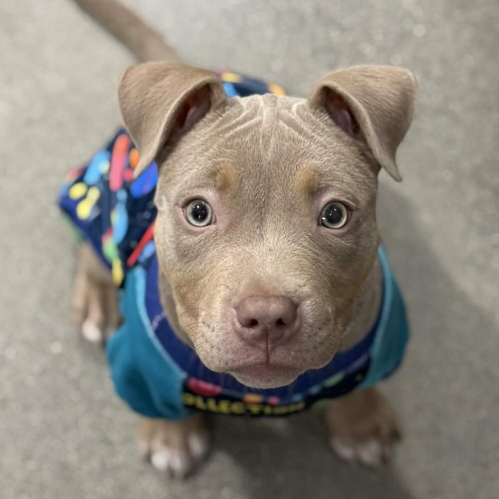 Enlarge Mini Martha - AVAILABLE, a Adoptable Pit Bull Terrier in Seattle, WA image 3/6