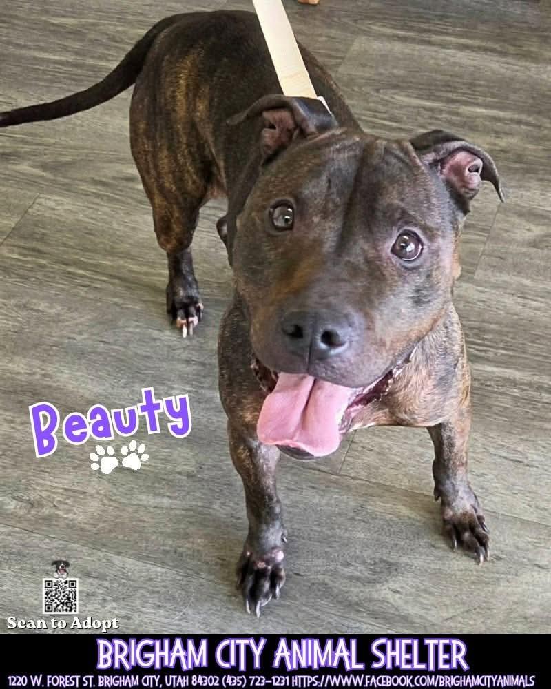 Beauty, Adoptable, Senior Female Pit Bull Terrier.