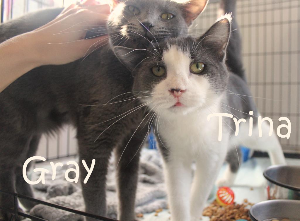 Trina, Adoptable, Young Female Domestic Short Hair.