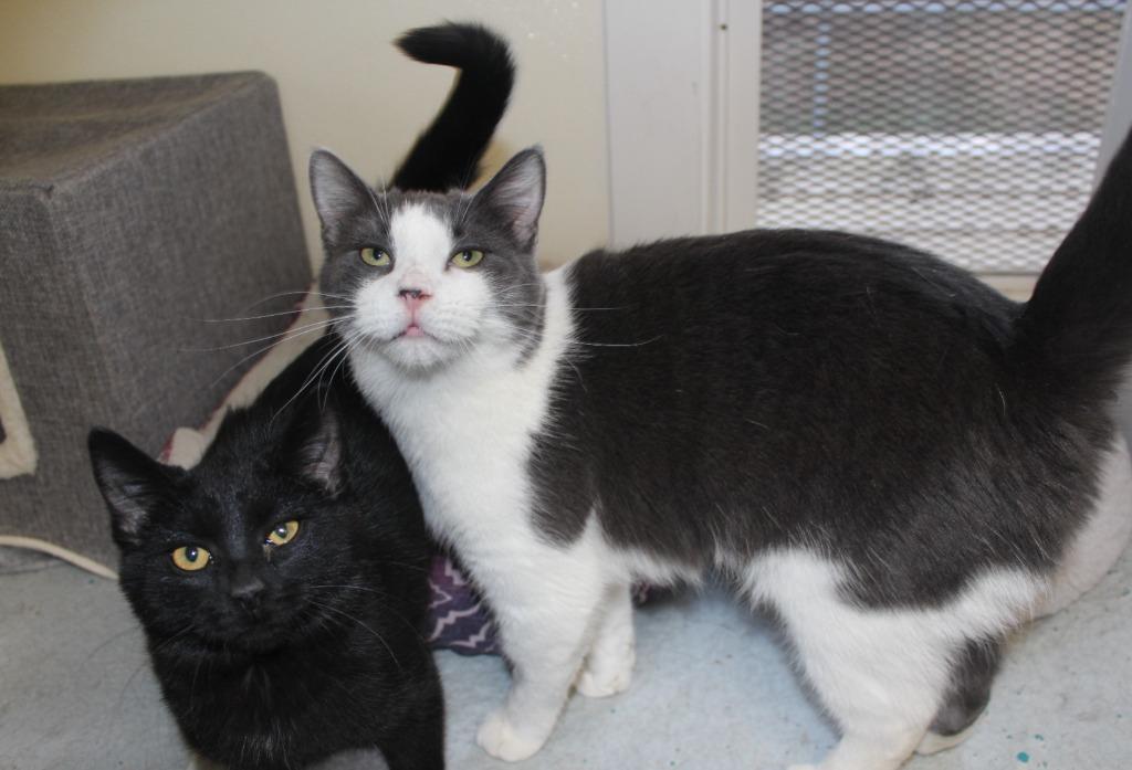 Trina, Adoptable, Young Female Domestic Short Hair.