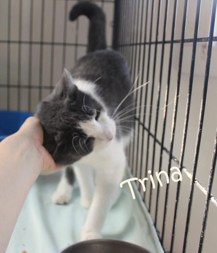 Enlarge Trina, a Adoptable mixed breed in Saint James, MN image 2/6