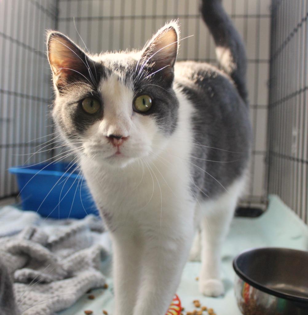 Enlarge Trina, a Adoptable mixed breed in Saint James, MN image 3/6