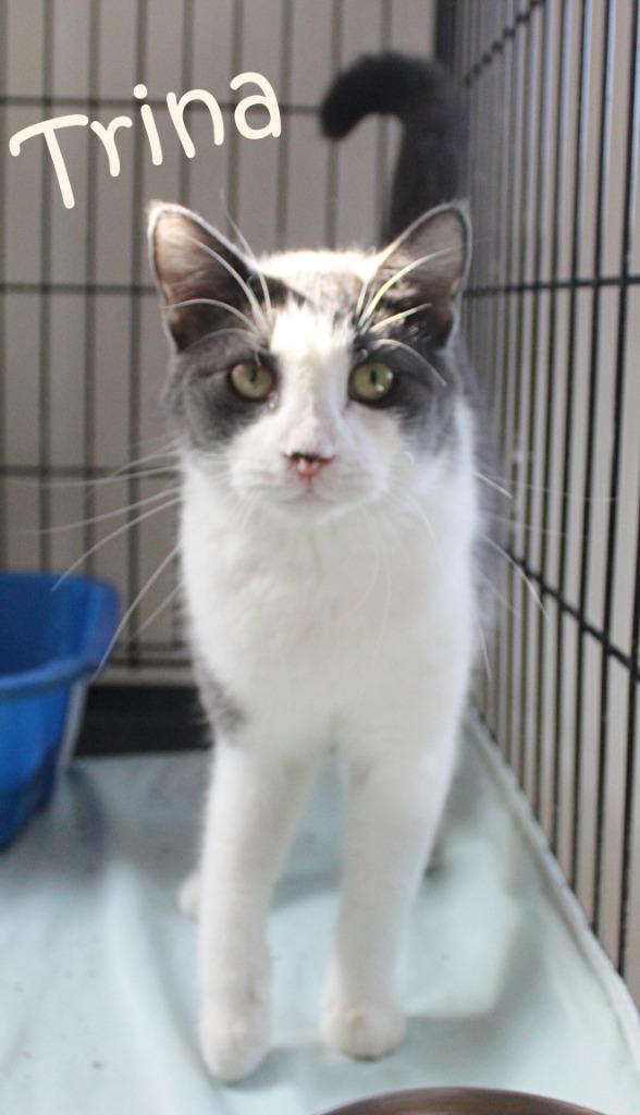 Enlarge Trina, a Adoptable mixed breed in Saint James, MN image 5/6