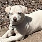 Becky, a ADOPTABLE mixed breed in Chino valley, AZ image 1/2