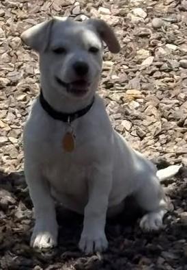 Becky, a ADOPTABLE mixed breed in Chino valley, AZ image 2/2