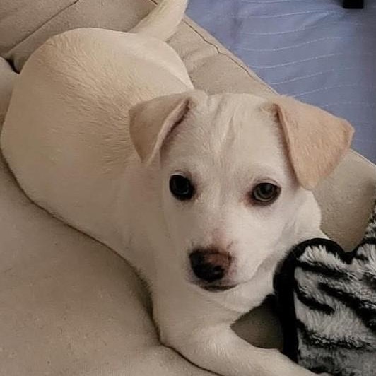 Enlarge Becky, a ADOPTABLE mixed breed in Chino valley, AZ image 1/1