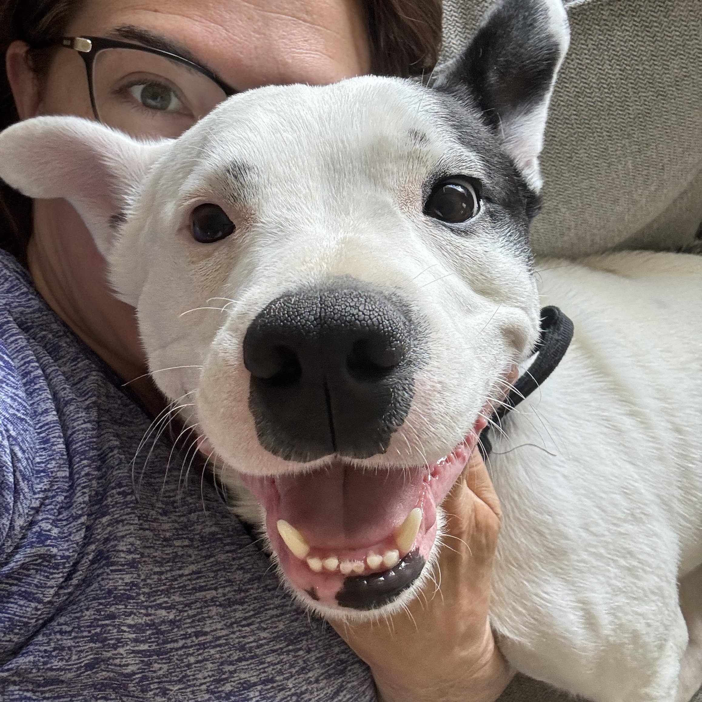 Enlarge Sirius , a ADOPTABLE mixed breed in Voorhees, NJ image 2/2
