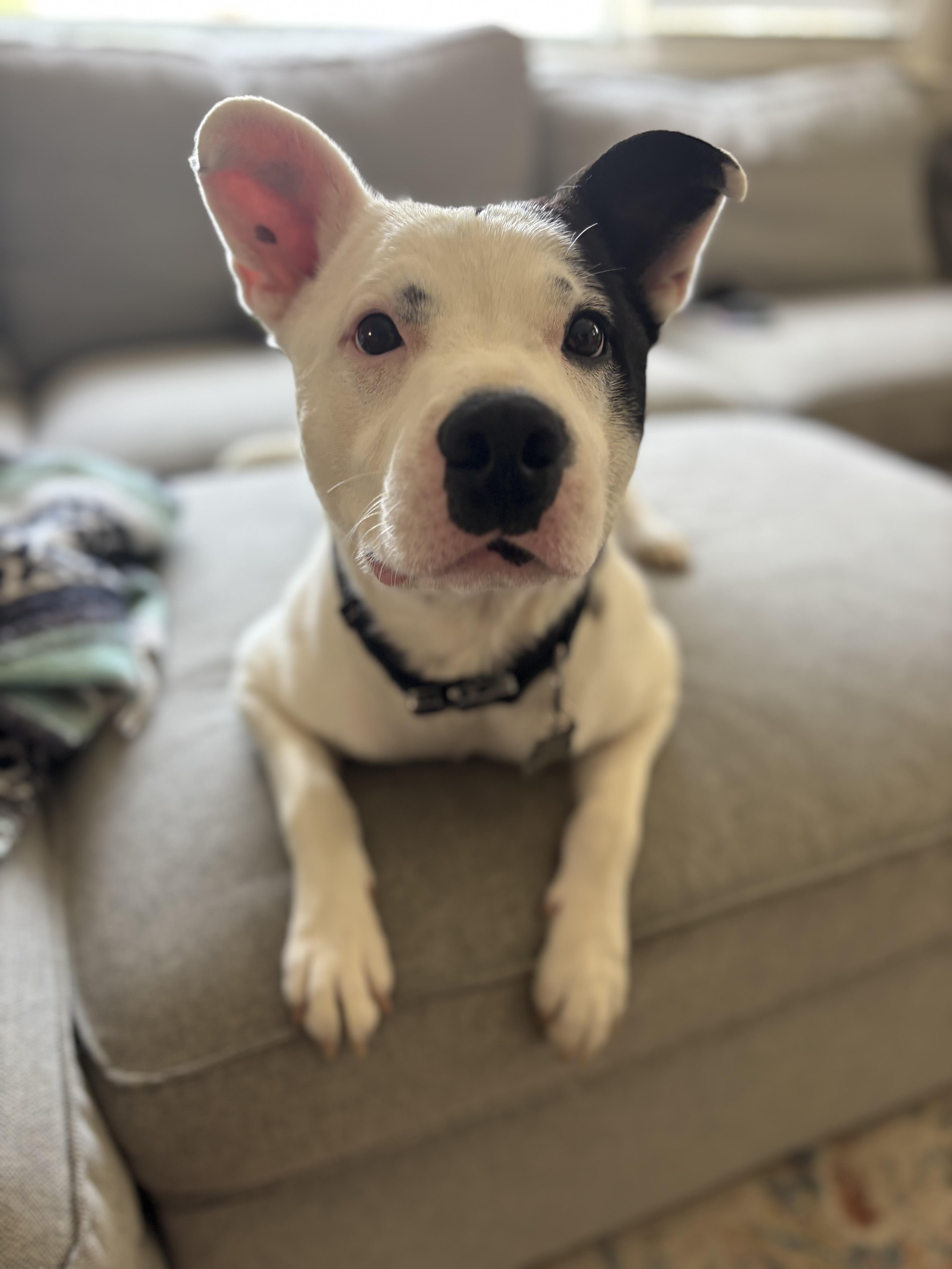 Sirius , ADOPTABLE, Adult Male American Staffordshire Terrier.