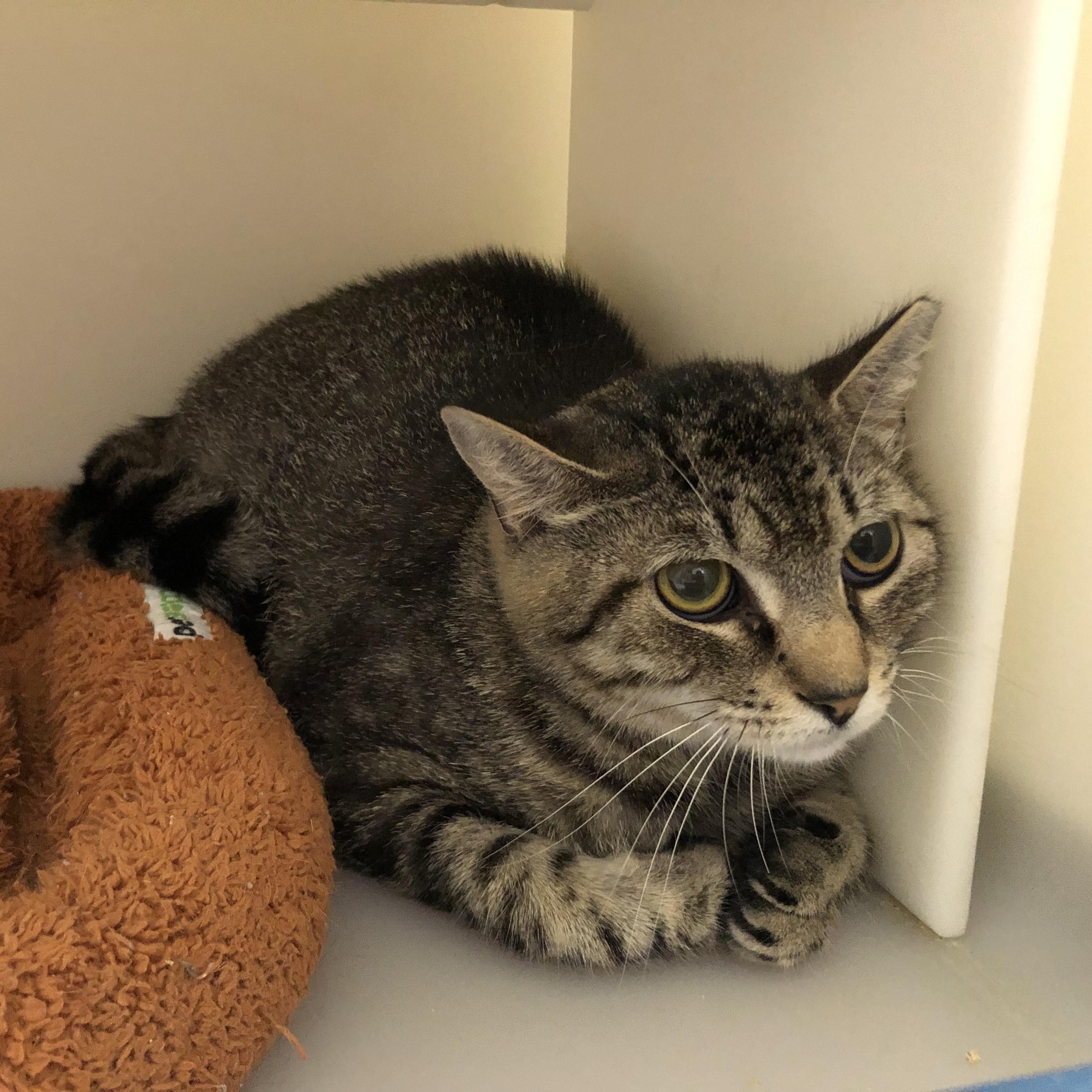 Enlarge Joy, an adopted Domestic Short Hair in Salisbury, MA image 4/5