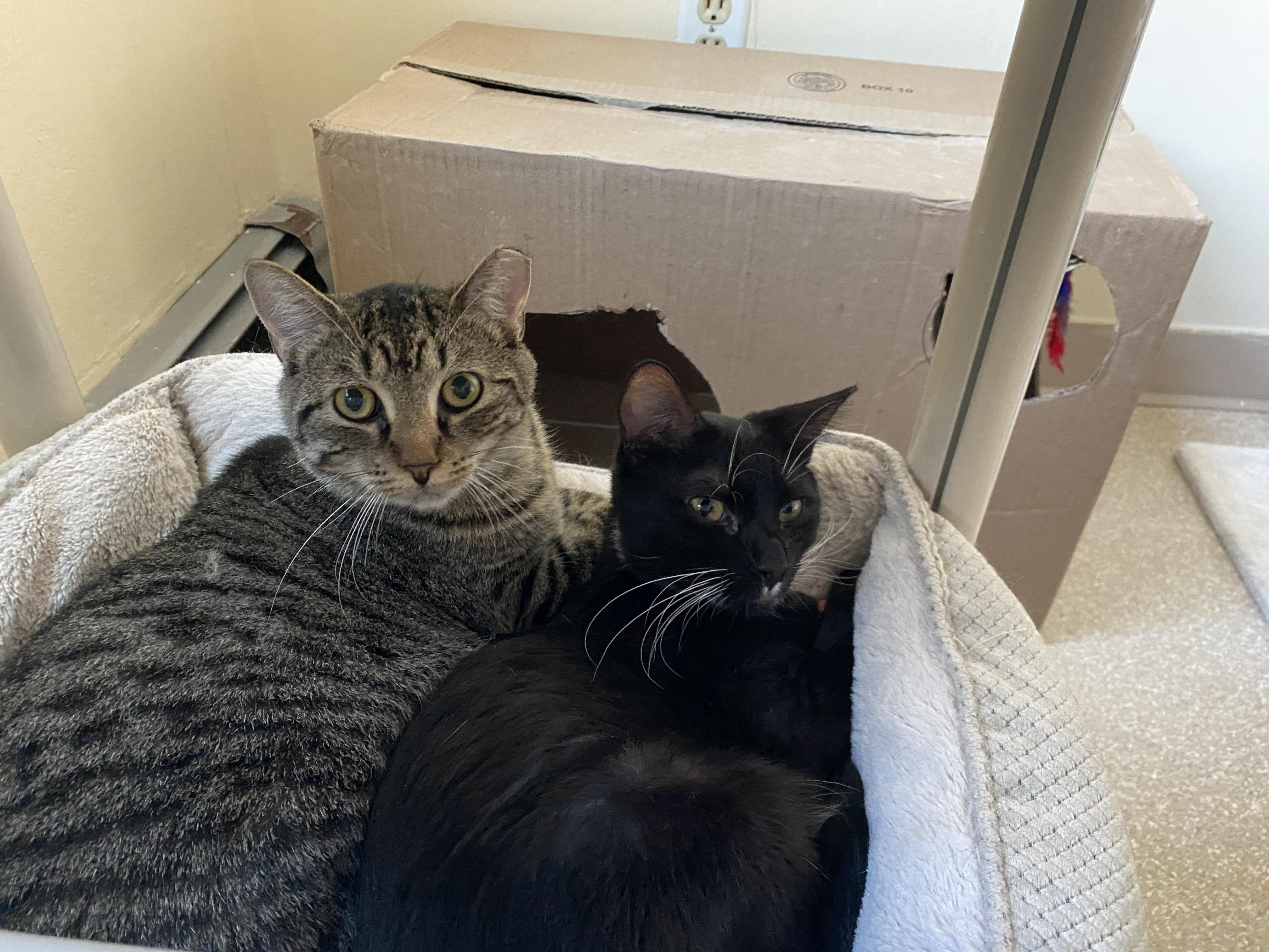 Joy, Adoptable, Adult Female Domestic Short Hair.