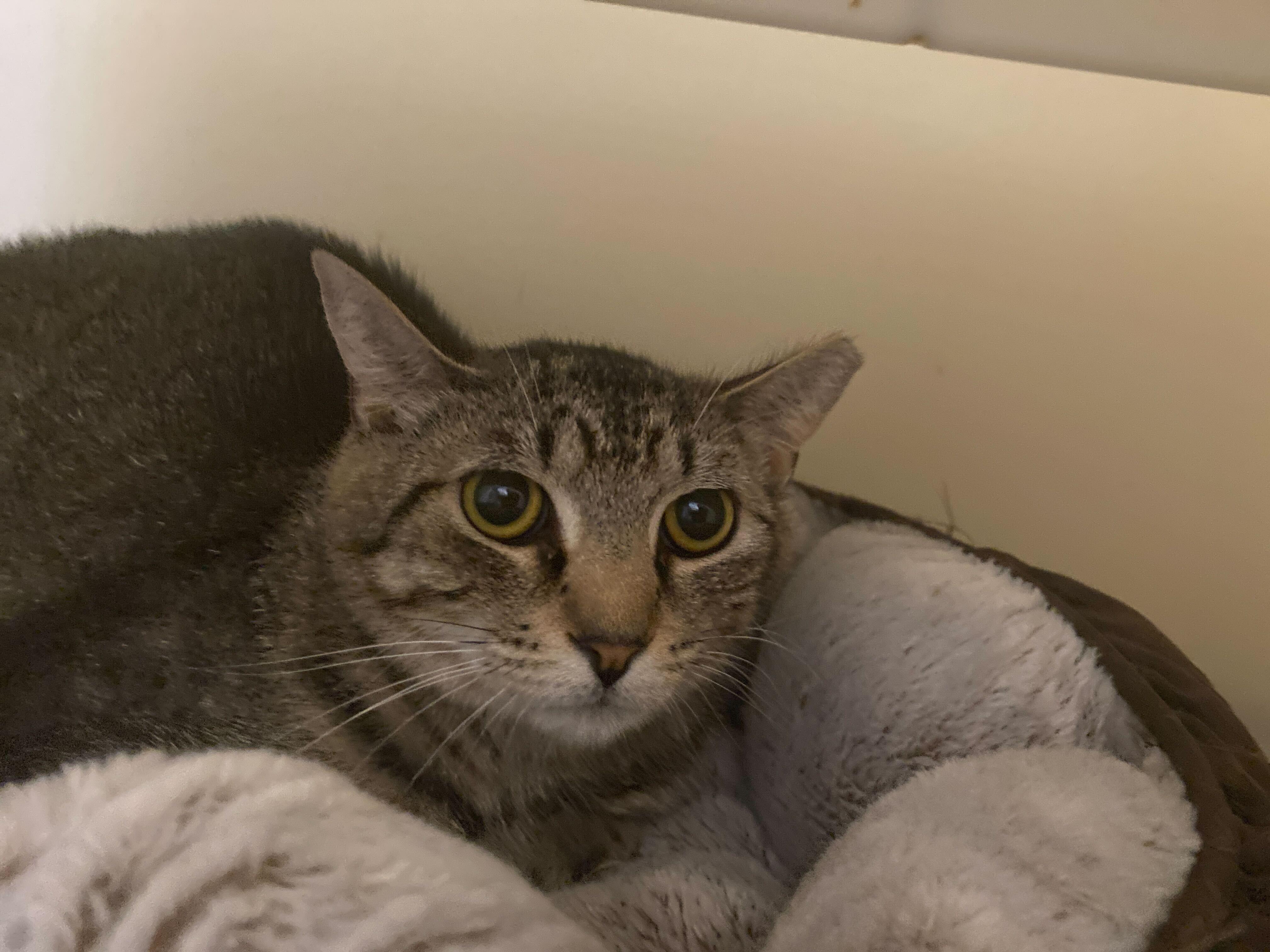 Enlarge Joy, an adopted Domestic Short Hair in Salisbury, MA image 3/5