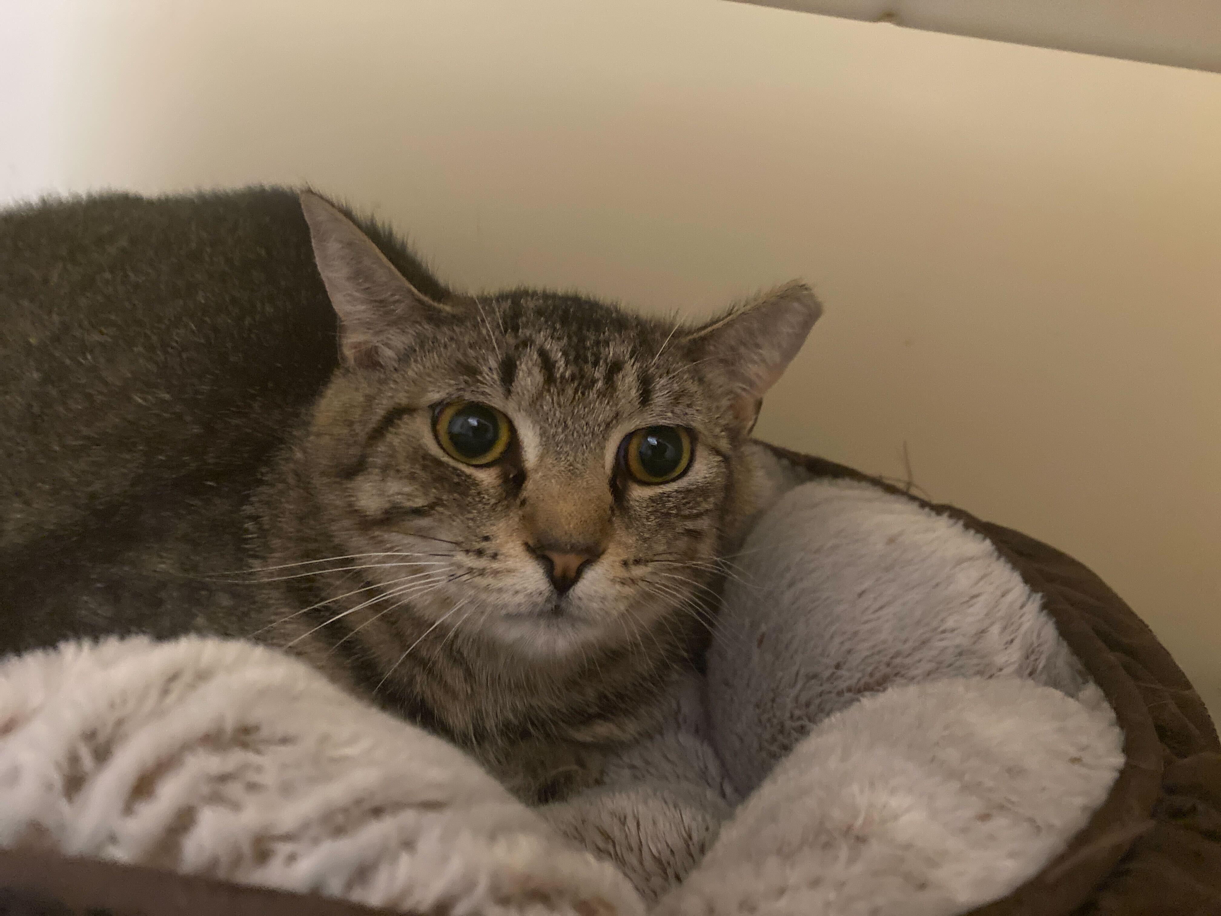 Enlarge Joy, an adopted Domestic Short Hair in Salisbury, MA image 5/5