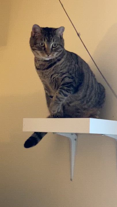 Enlarge Joy, an adopted Domestic Short Hair in Salisbury, MA video 1/5