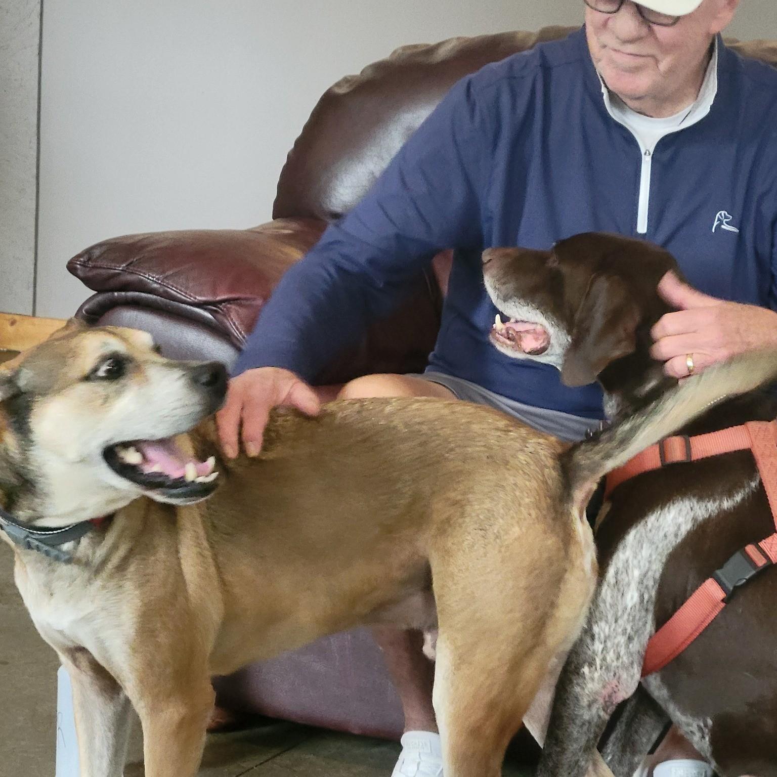 King, a Adoptable mixed breed in Shawnee, KS image 2/6