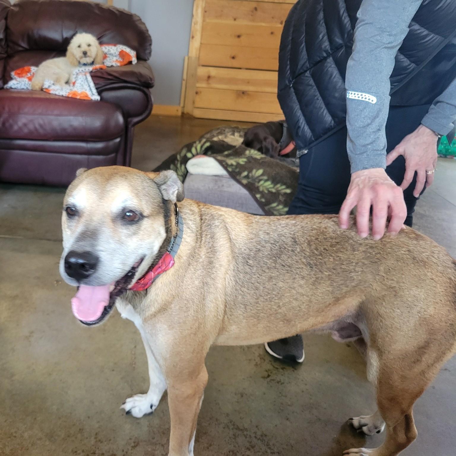 King, a Adoptable mixed breed in Shawnee, KS image 4/6