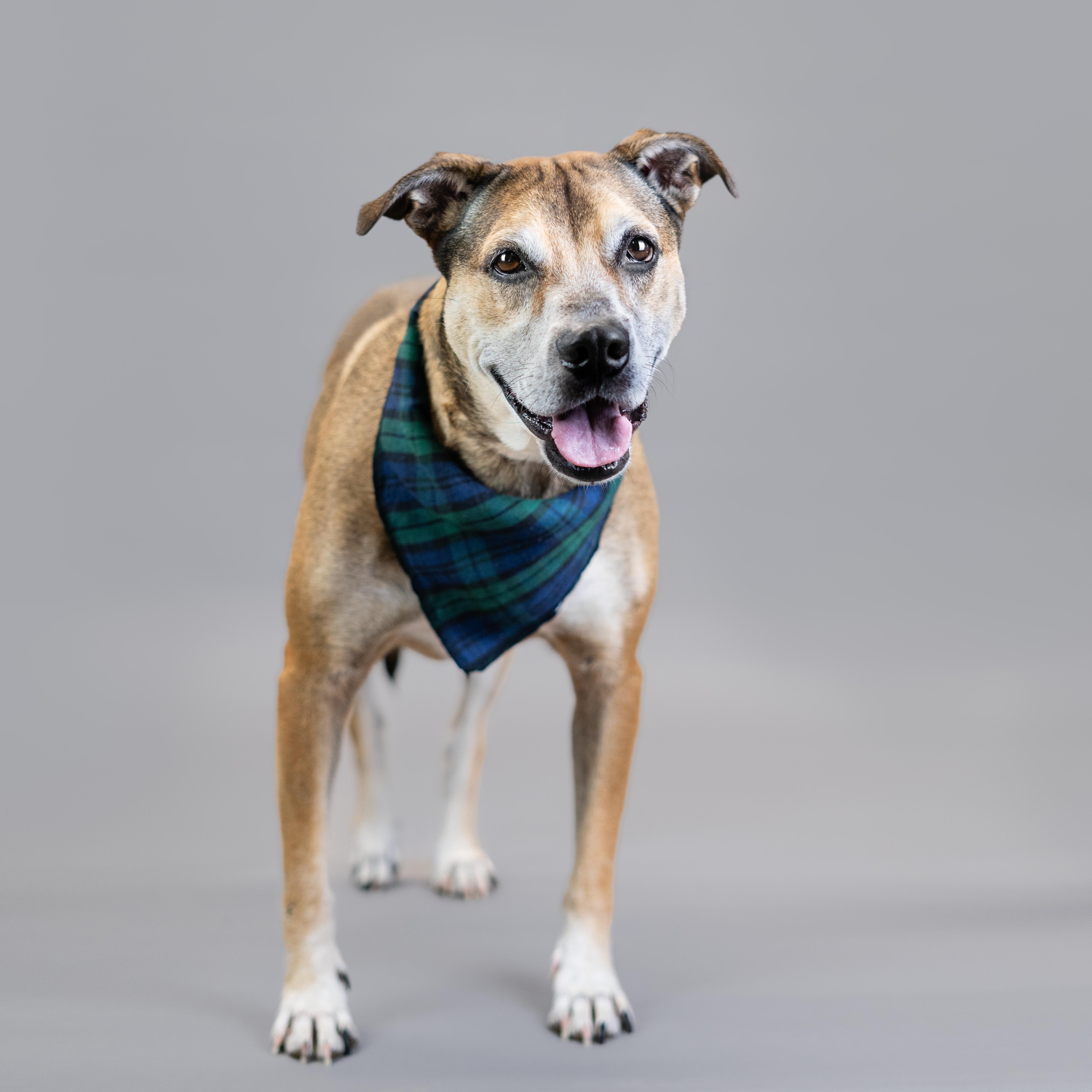 King, a Adoptable mixed breed in Shawnee, KS image 5/6