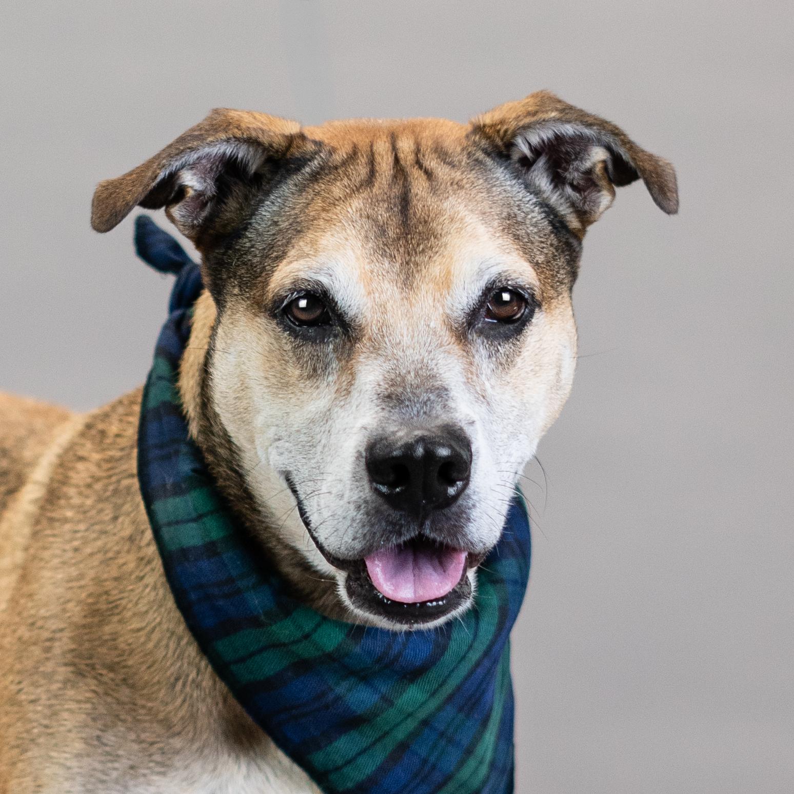 King, a Adoptable mixed breed in Shawnee, KS image 1/6