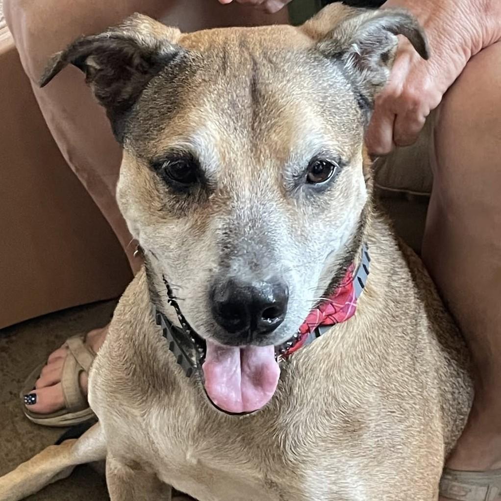 King, a Adoptable mixed breed in Shawnee, KS image 6/6