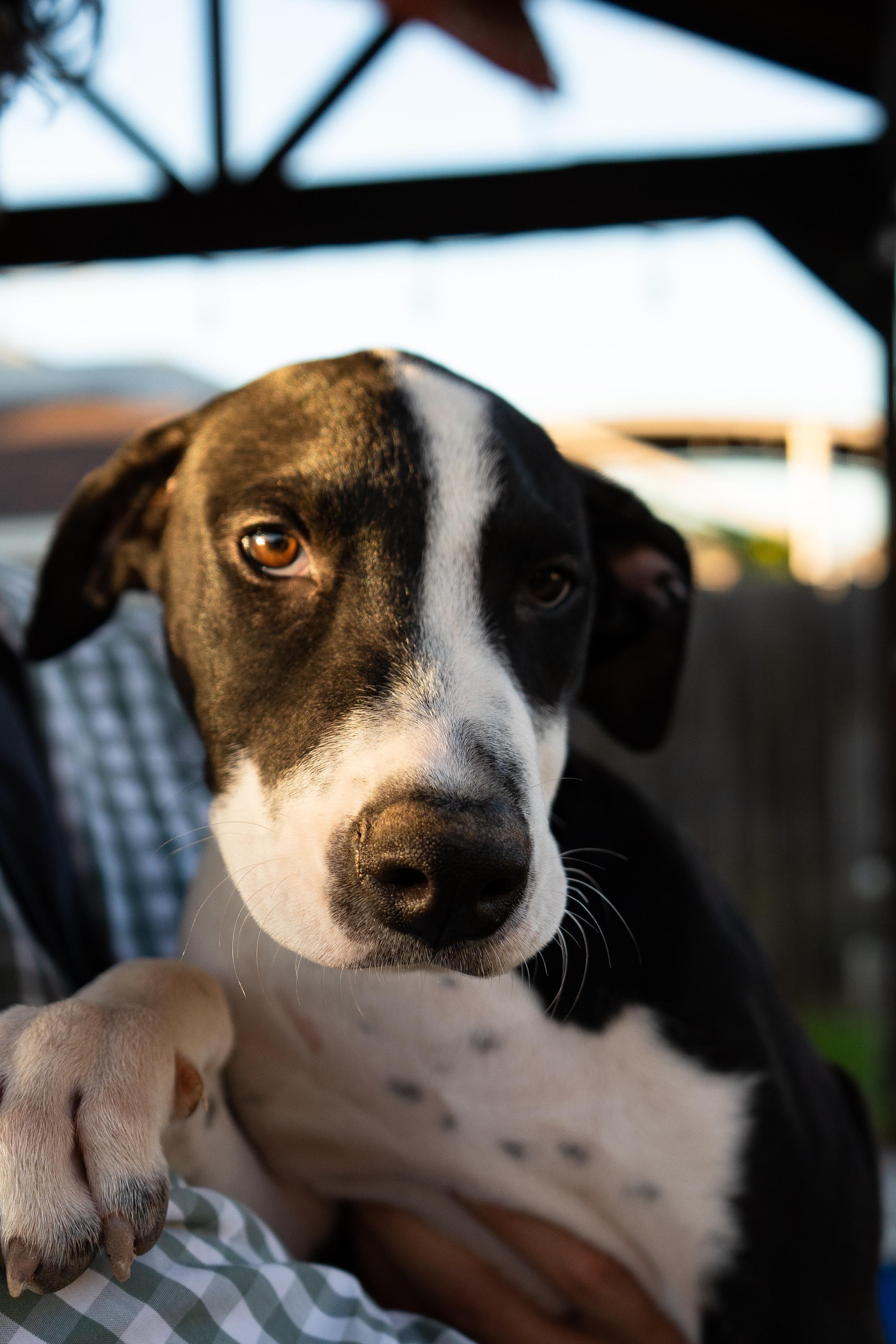 Enlarge Mars, a Adoptable mixed breed in New York, NY image 6/6