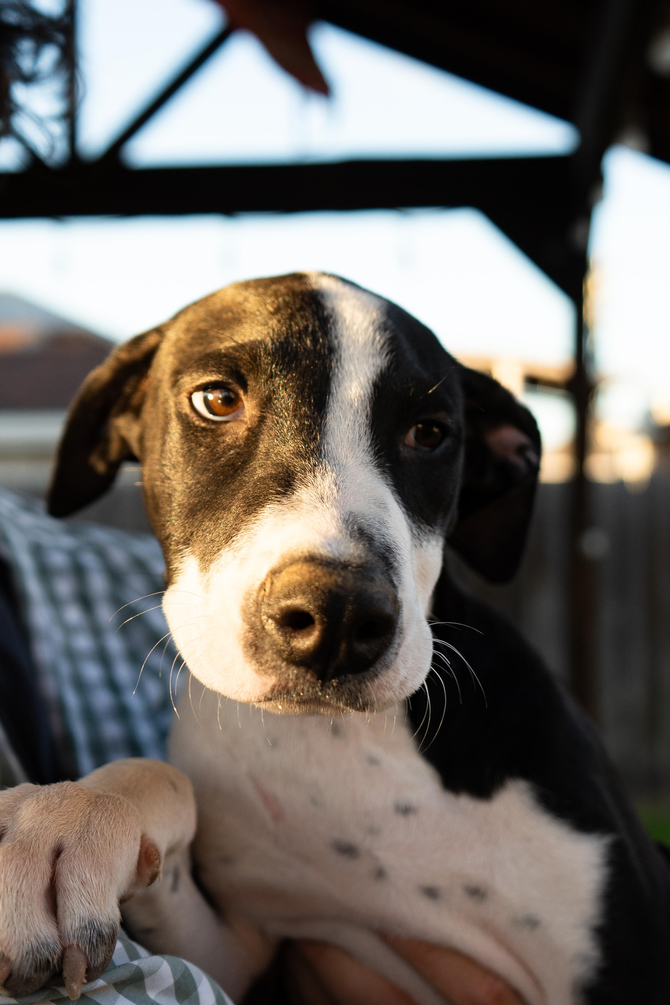 Enlarge Mars, a Adoptable mixed breed in New York, NY image 5/6