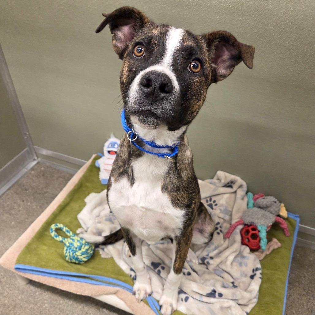 Reginald — thumbnail 3