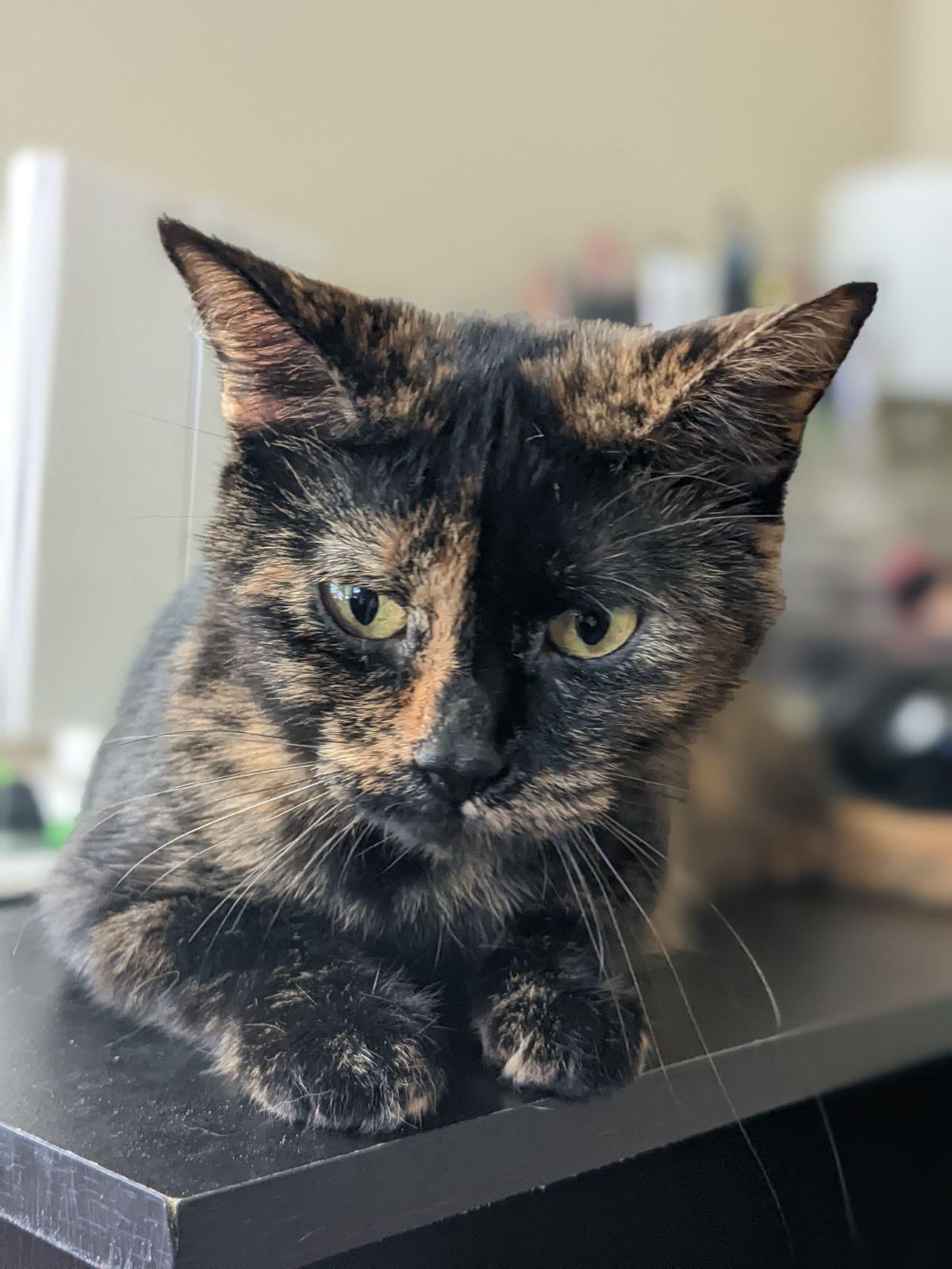 Dottie (bonded with Kit), Adopted, Young Female Tortoiseshell.