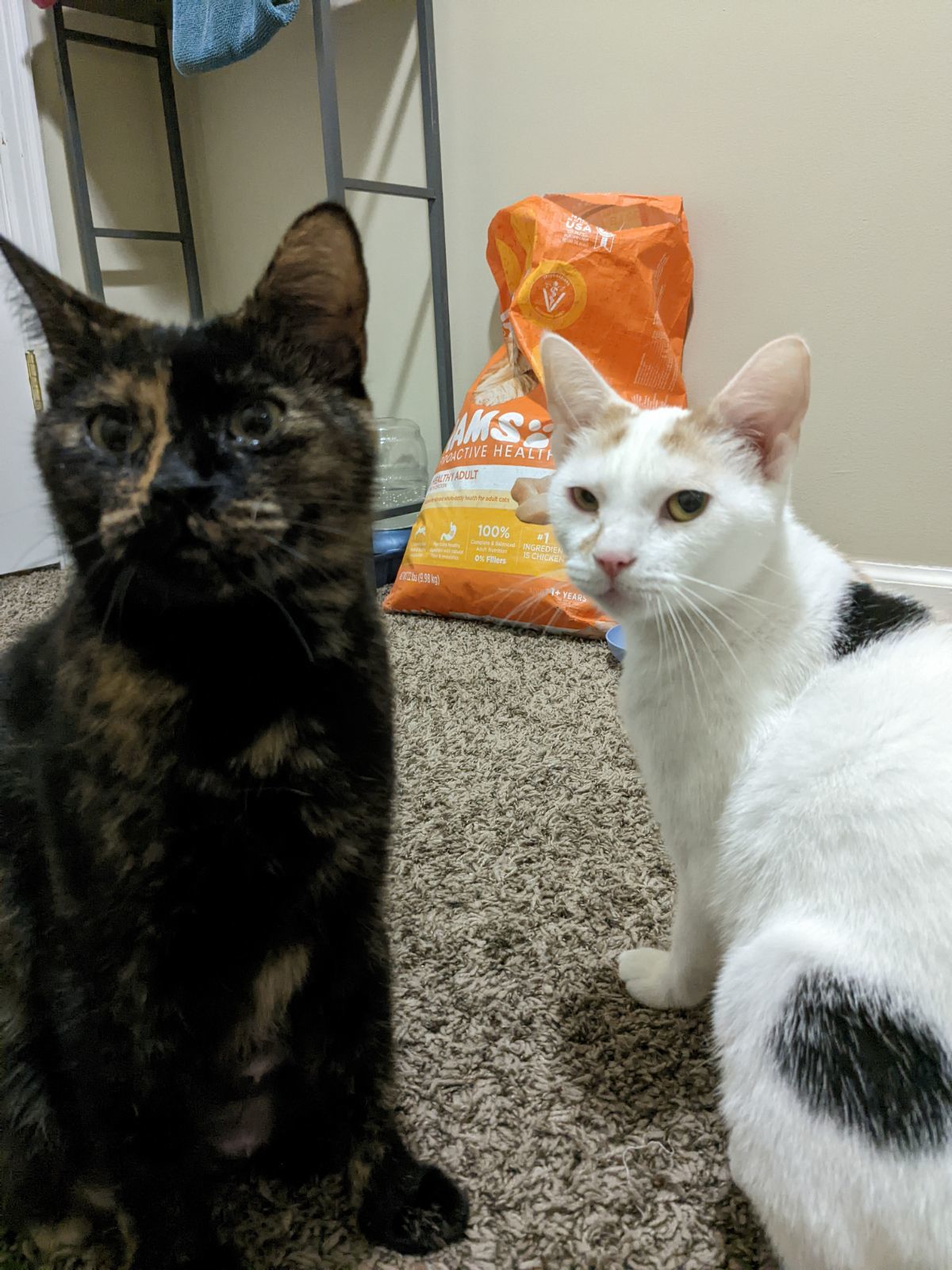 Enlarge Dottie (bonded with Kit), a Adopted Tortoiseshell in Columbus, OH image 2/6
