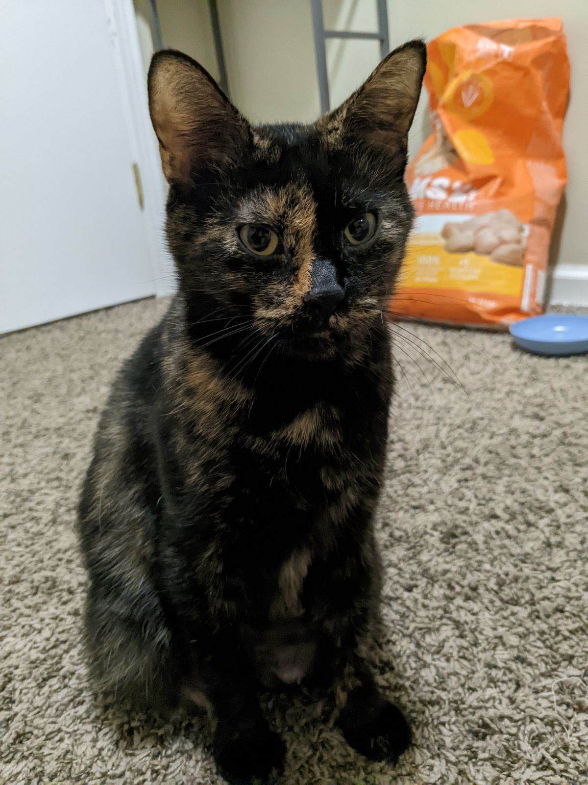 Enlarge Dottie (bonded with Kit), a Adopted Tortoiseshell in Columbus, OH image 3/6