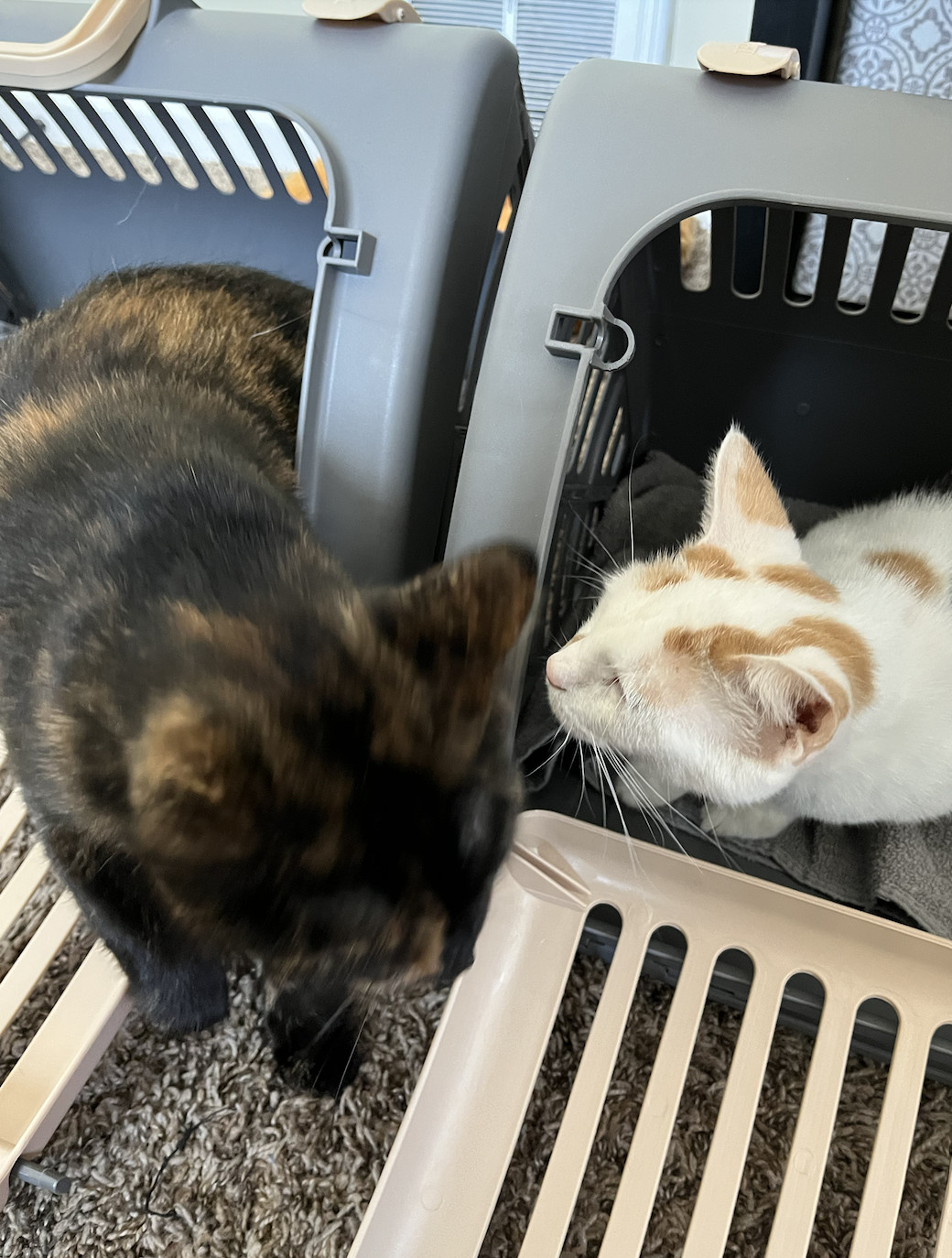 Enlarge Dottie (bonded with Kit), a Adopted Tortoiseshell in Columbus, OH image 4/6