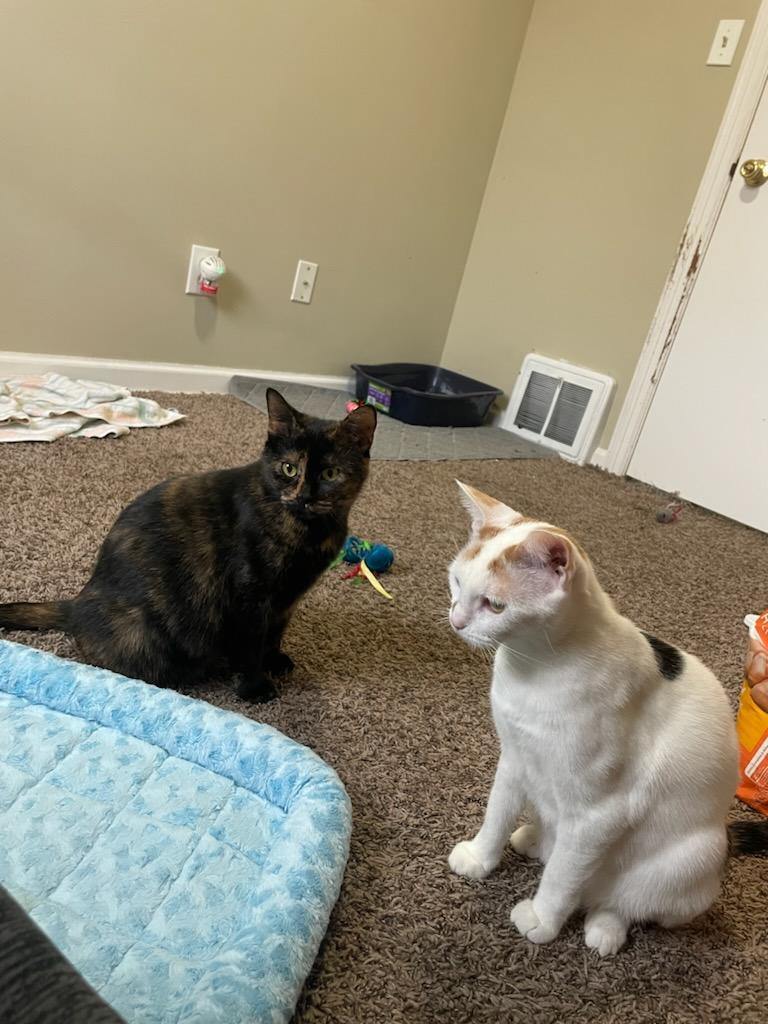 Enlarge Dottie (bonded with Kit), a Adopted Tortoiseshell in Columbus, OH image 5/6