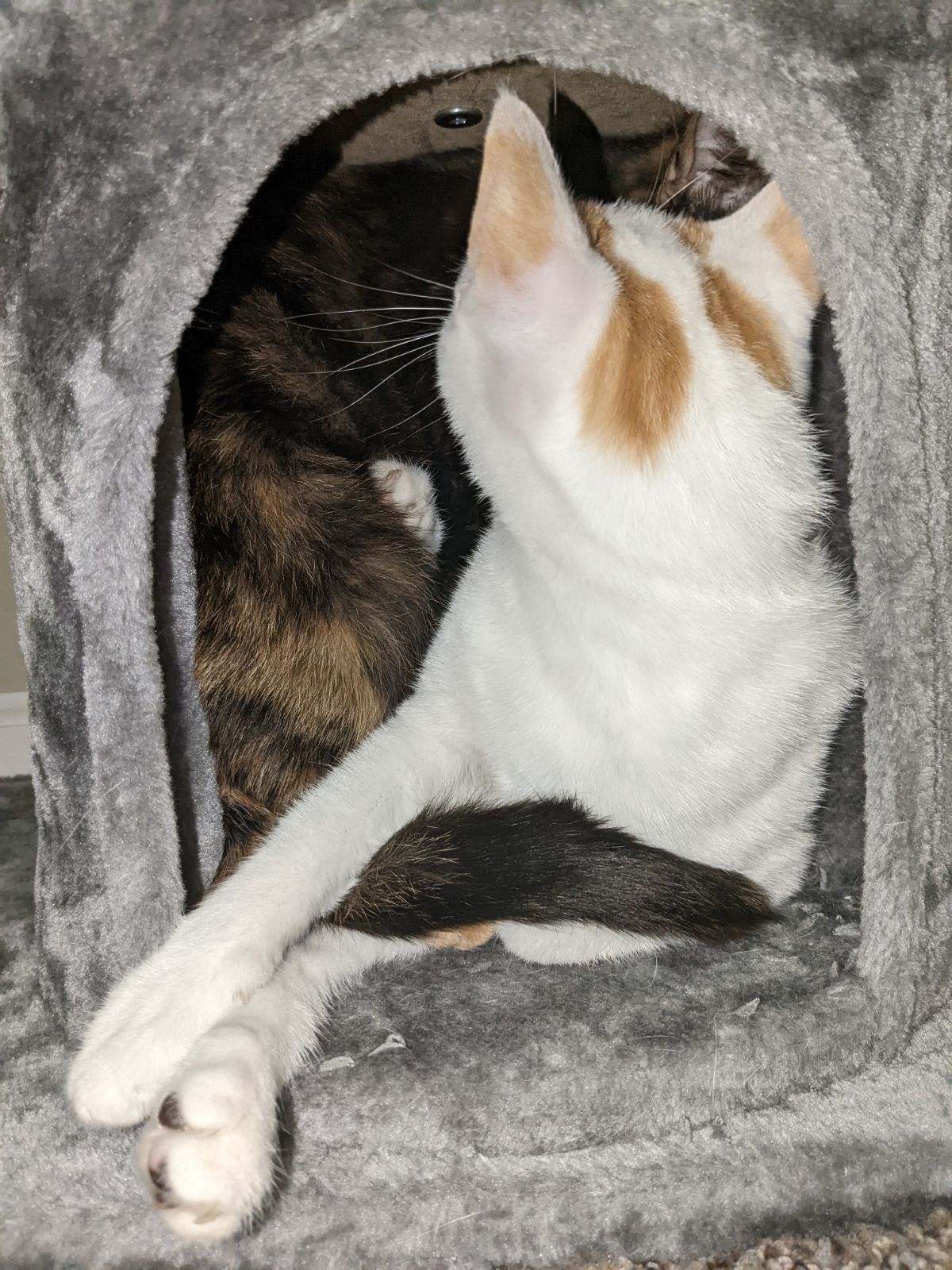 Enlarge Dottie (bonded with Kit), a Adopted Tortoiseshell in Columbus, OH image 6/6