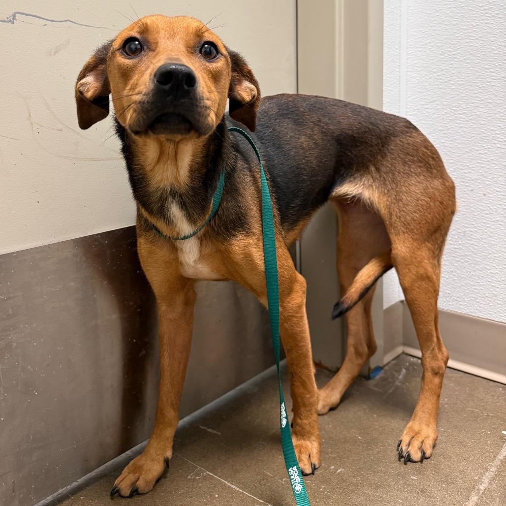 Mazy, Adoptable, Adult Female Mixed Breed.