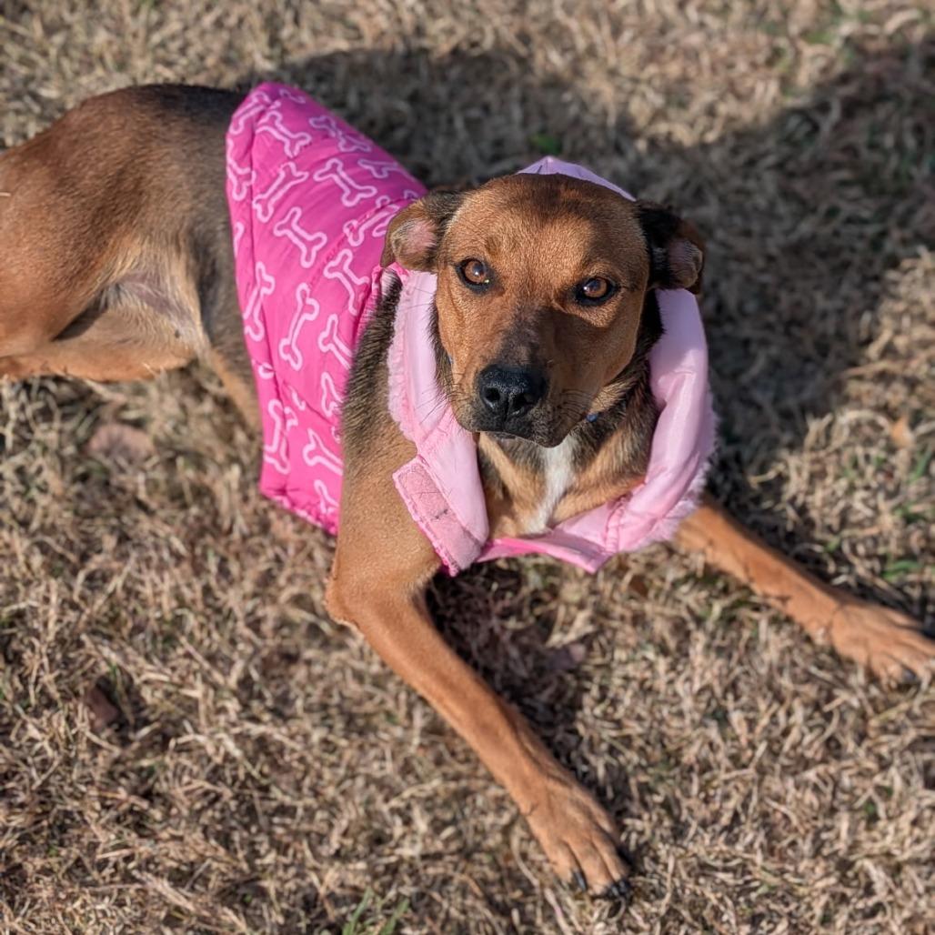 Mazy, a Adoptable Mixed Breed in Tulsa, OK image 2/6