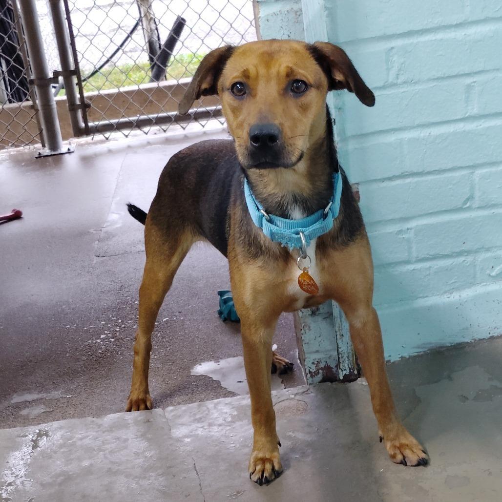 Mazy, a Adoptable Mixed Breed in Tulsa, OK image 5/6